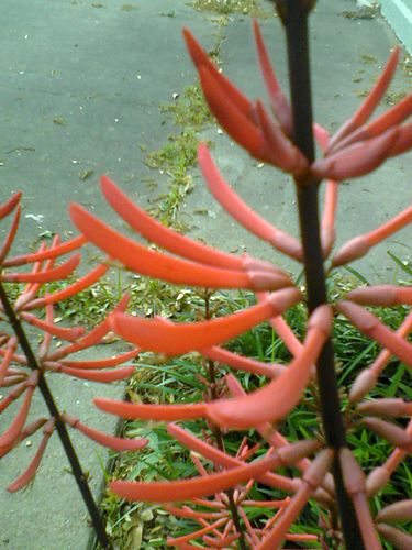 Erythrina americana